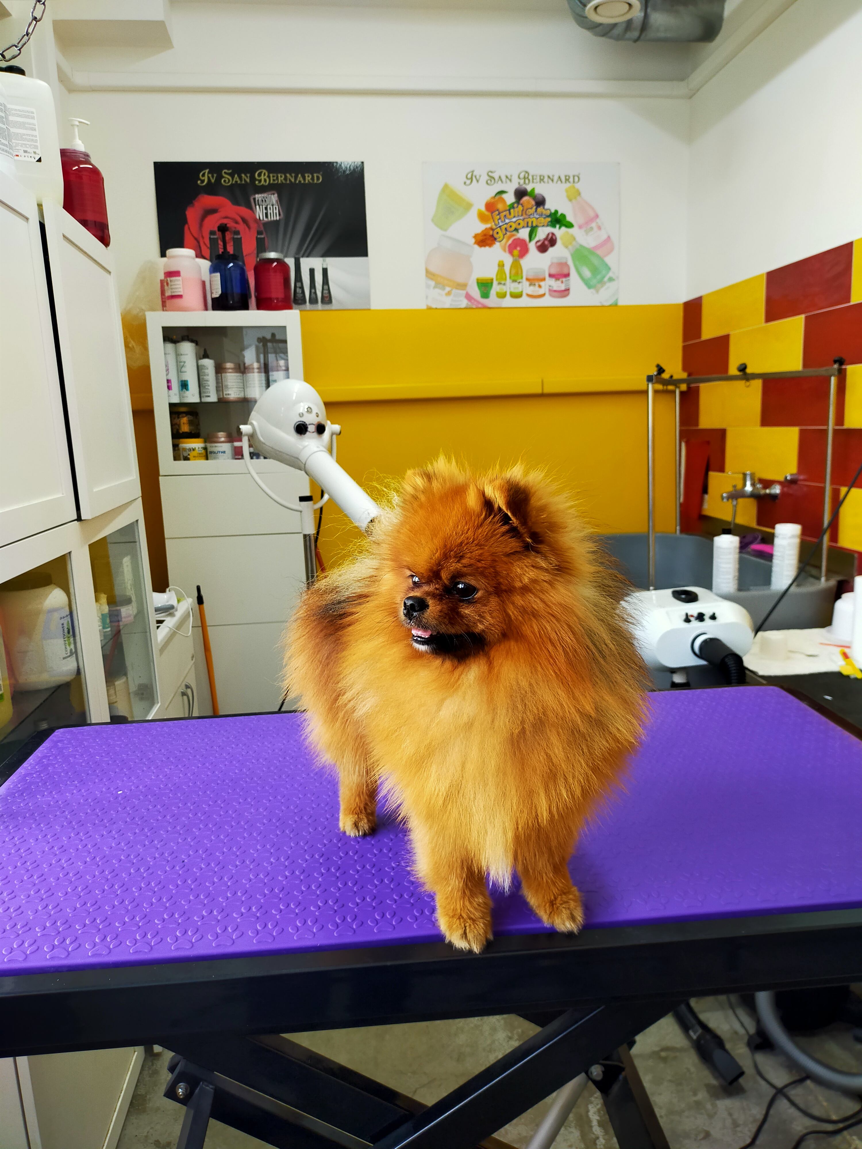 Toelettatura Cani - Grooming Art Dog Salon Messina